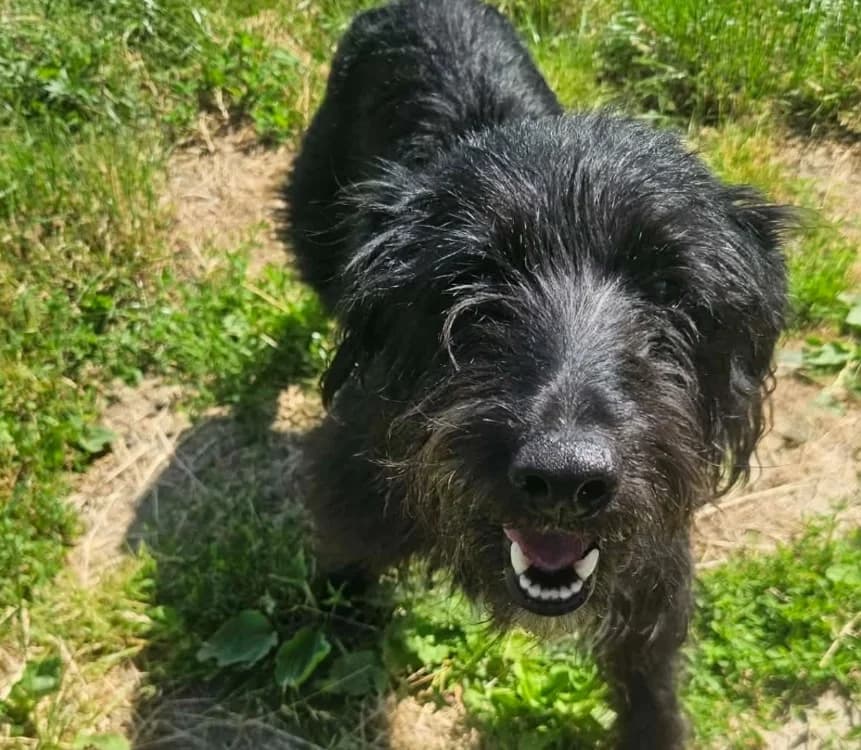 ROSY, female 5yo mixed breed for adoption at SPA Thionville, Thionville