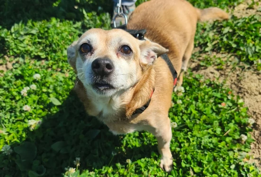 DIEGO, male senior mixed breed for adoption at SPA Thionville, Thionville
