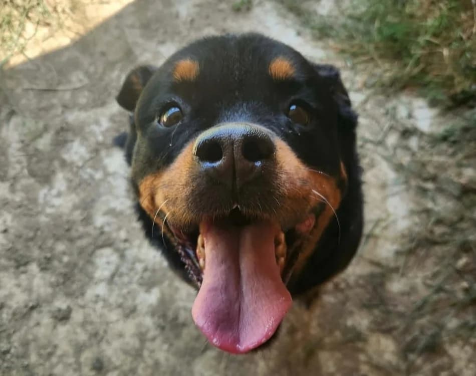 KIARA, female 6yo Rottweiler for adoption at SPA Thionville, Thionville