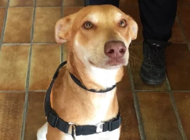 Yuki dit Gamin, male senior mixed breed for adoption at SPA Thionville, Thionville
