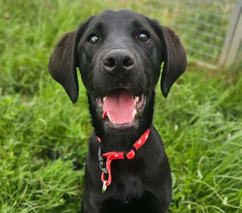 ATLAS, male Mixed Breed for adoption at SPA Thionville, Thionville