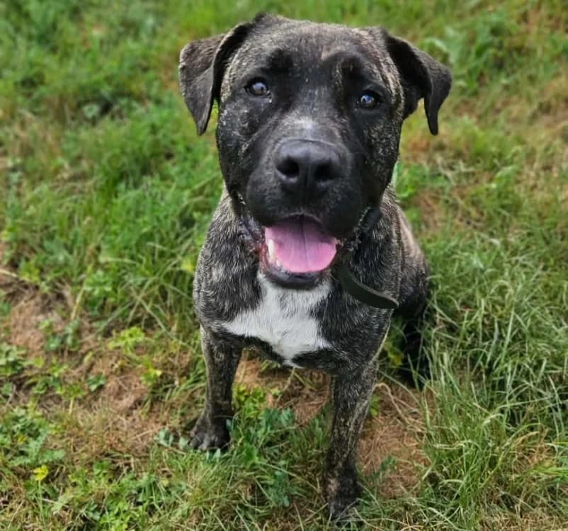 ULYSSE, male young Cane Corso for adoption at SPA Thionville, Thionville