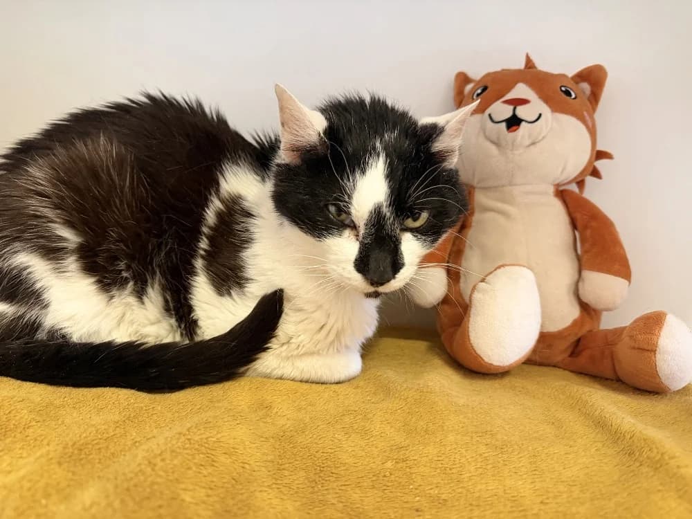 MICKEY, male senior mixed breed for adoption at SPA Thionville, Thionville