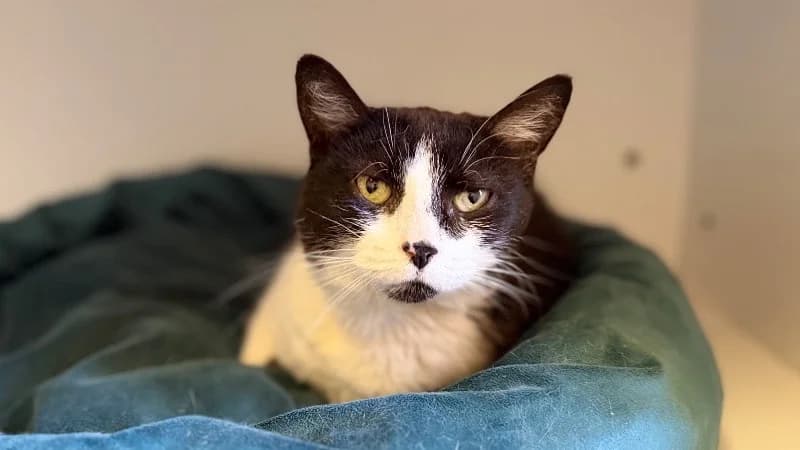 MINNIE, female senior mixed breed for adoption at SPA Thionville, Thionville