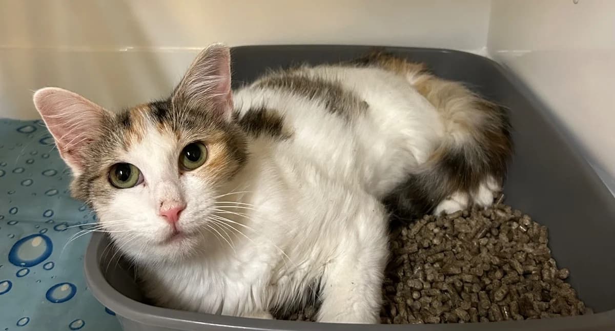 MONOI, female senior Mixed Breed for adoption at SPA Thionville, Thionville