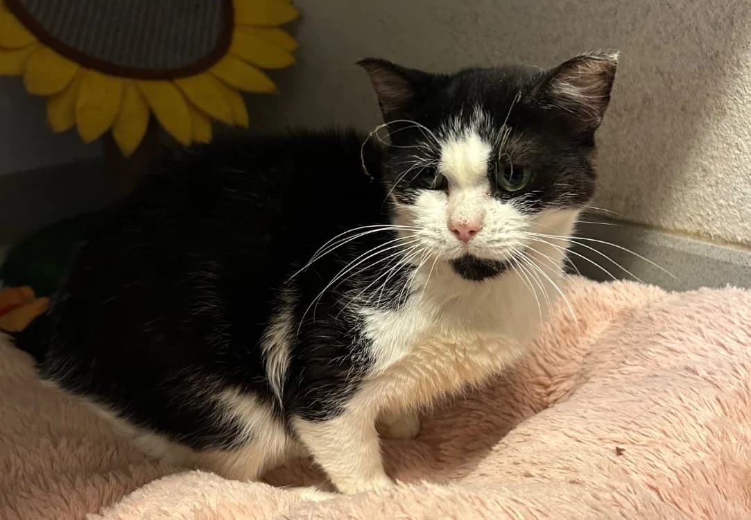 DANAE, female senior Mixed Breed for adoption at SPA Thionville, Thionville