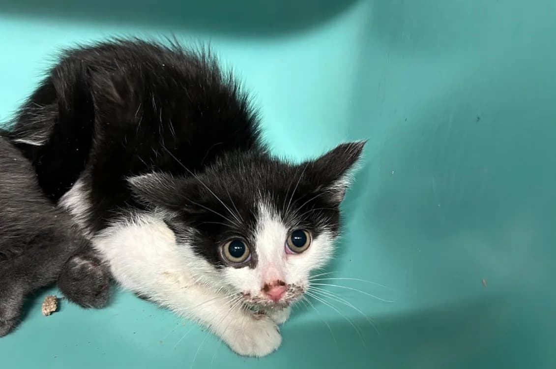 SUSHI, female mixed breed for adoption at SPA Thionville, Thionville