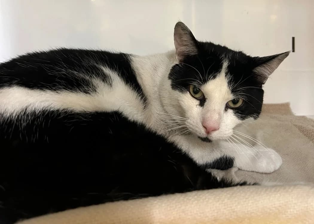 Edgar, male 3yo Mixed Breed for adoption at SPA Thionville, Thionville