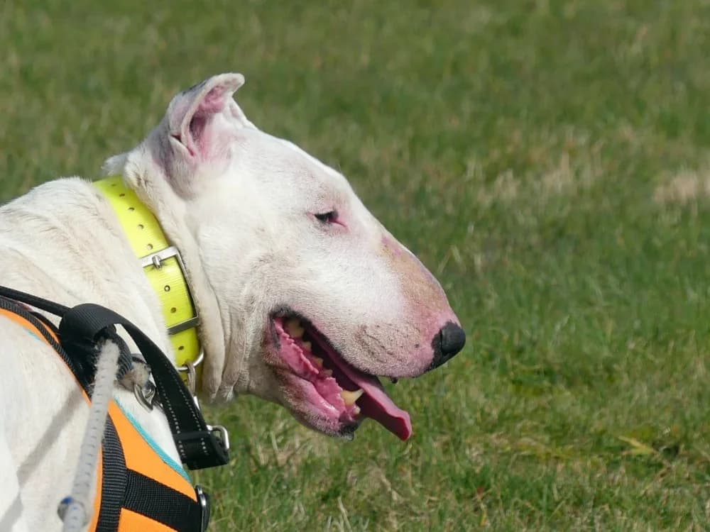 KAYA, female senior Bull Terrier for adoption at SPA Thionville, Thionville