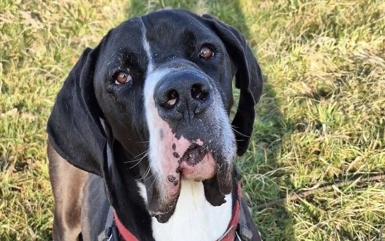 Rex, male 5yo Great Dane for adoption at SPA Thionville, Thionville