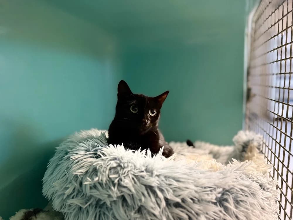 MOUMOUSS, female Mixed Breed for adoption at SPA Thionville, Thionville