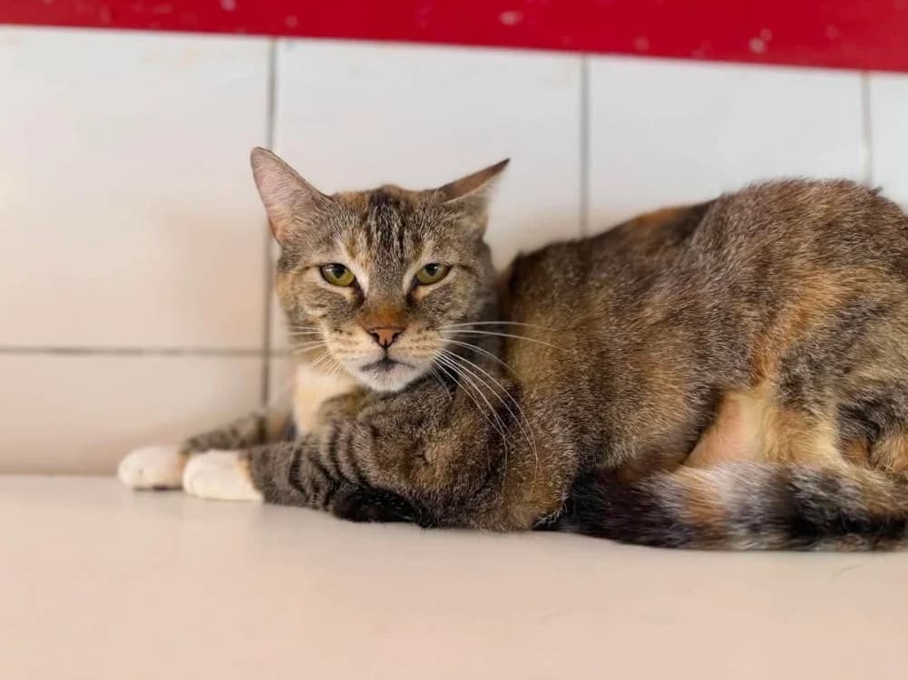 HERA, female 6yo Mixed Breed for adoption at SPA Thionville, Thionville
