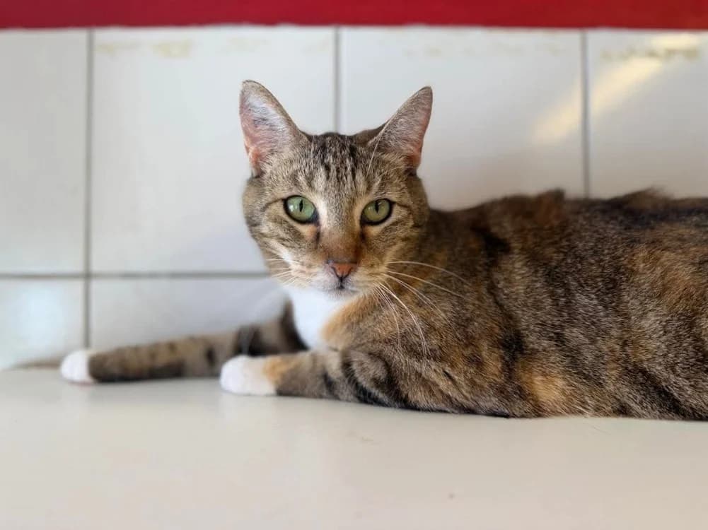 ARTEMIS, female senior Mixed Breed for adoption at SPA Thionville, Thionville