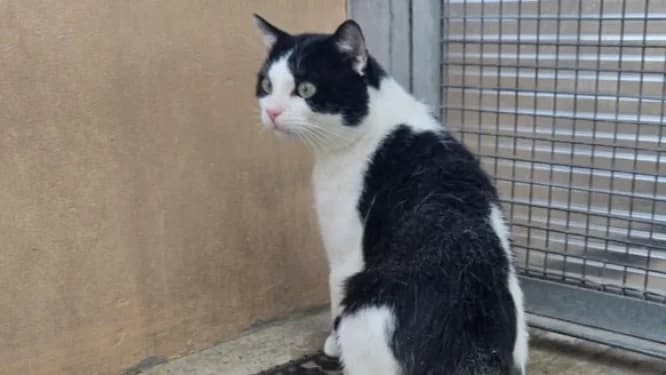 GRISOU, Mixed Breed (SPA Thionville)