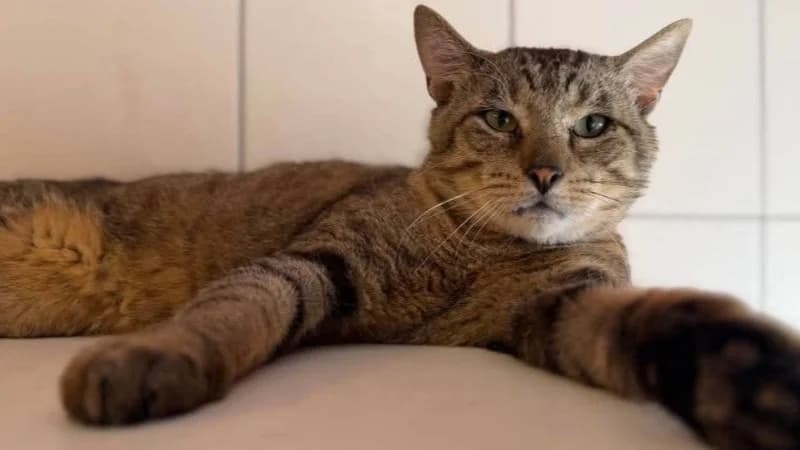 APHRODITE, male 5yo Mixed Breed for adoption at SPA Thionville, Thionville