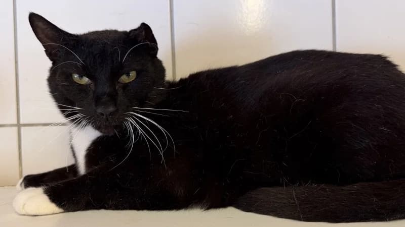 AJAX, male 6yo Mixed Breed for adoption at SPA Thionville, Thionville