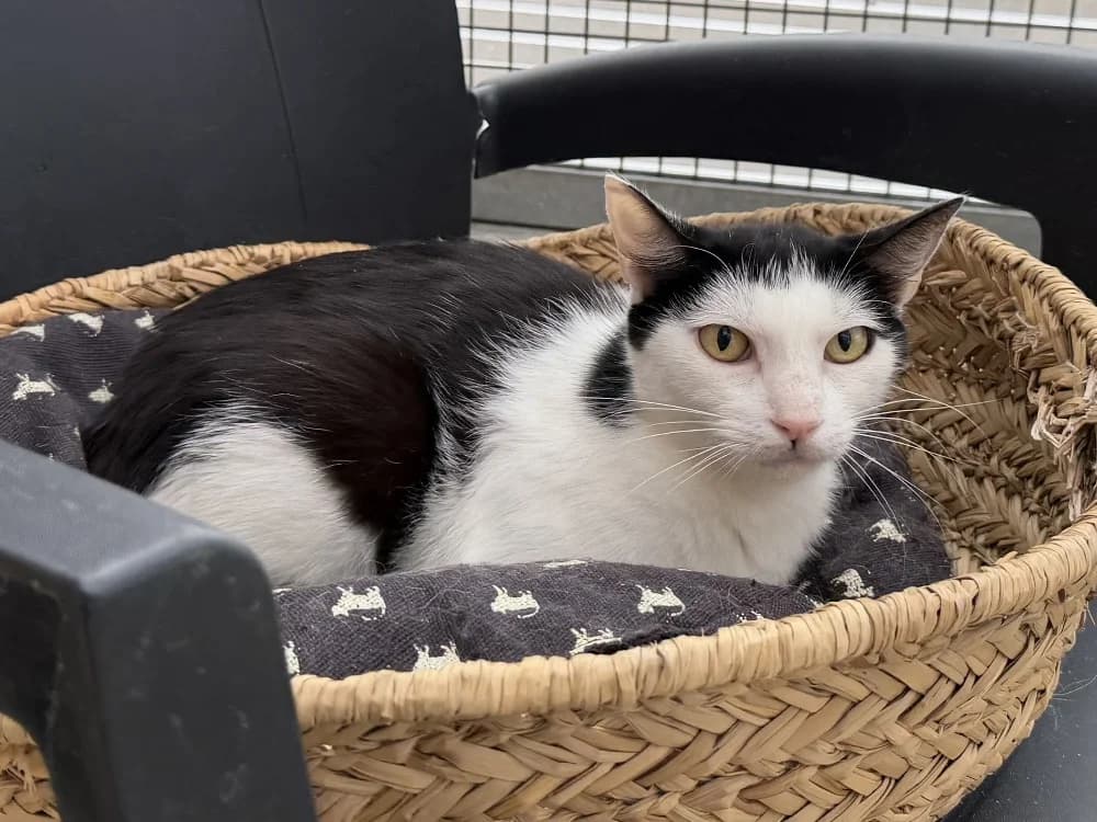 RHEA, female 3yo Mixed Breed for adoption at SPA Thionville, Thionville