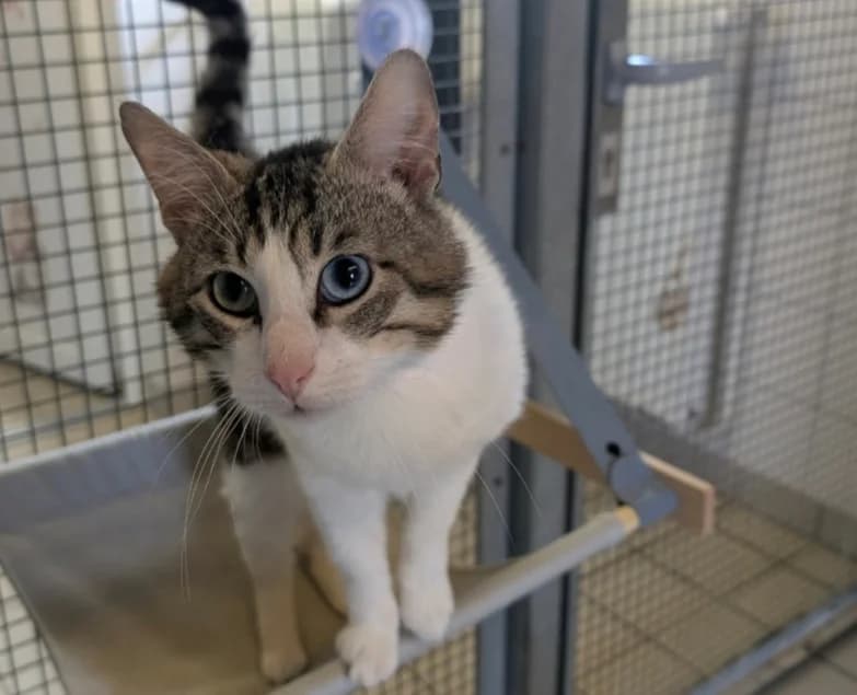 TOM, male young mixed breed for adoption at SPA Thionville, Thionville