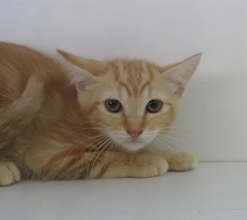 NICOTINE, female senior Mixed Breed for adoption at SPA Thionville, Thionville