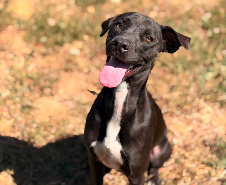LATINA, female young mixed breed for adoption at SPA Thionville, Thionville