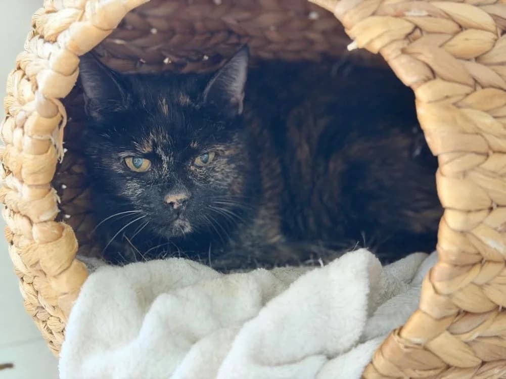BOHEMIEN, female senior Mixed Breed for adoption at SPA Thionville, Thionville