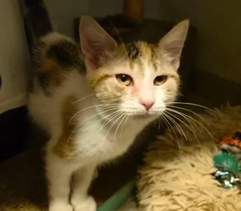 BROOK, female mixed breed for adoption at SPA Thionville, Thionville
