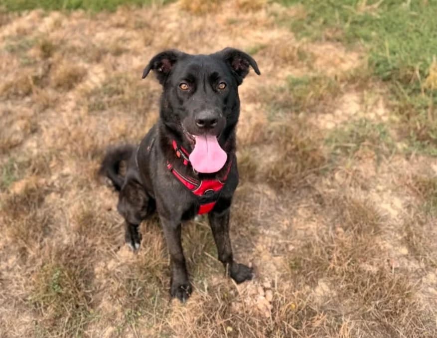 TAYRI, male young Cane Corso for adoption at SPA Thionville, Thionville