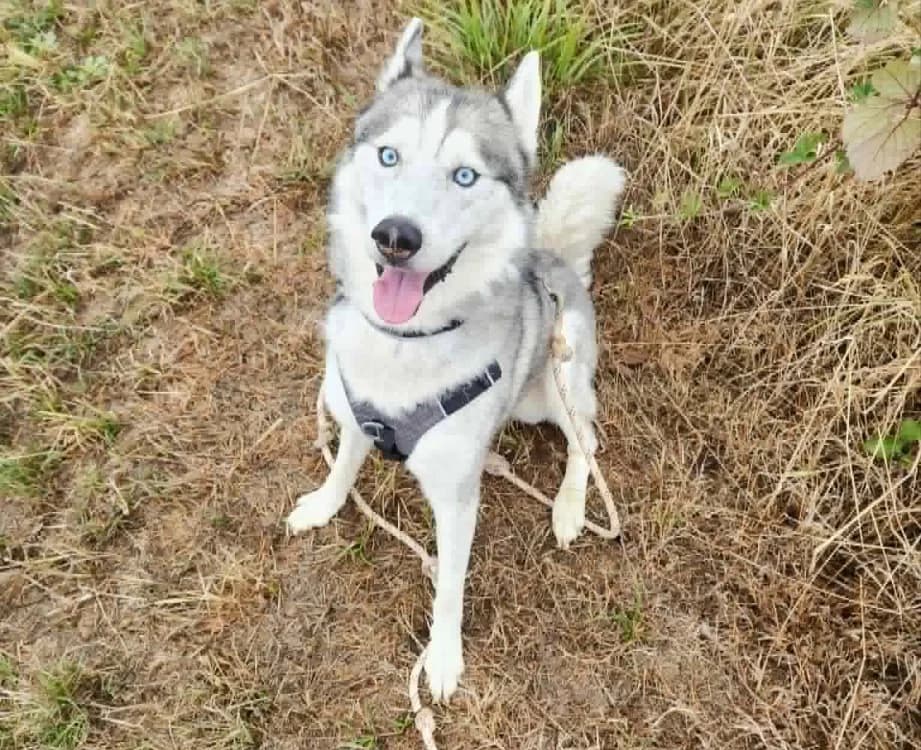 NANOUK, male senior Husky for adoption at SPA Thionville, Thionville