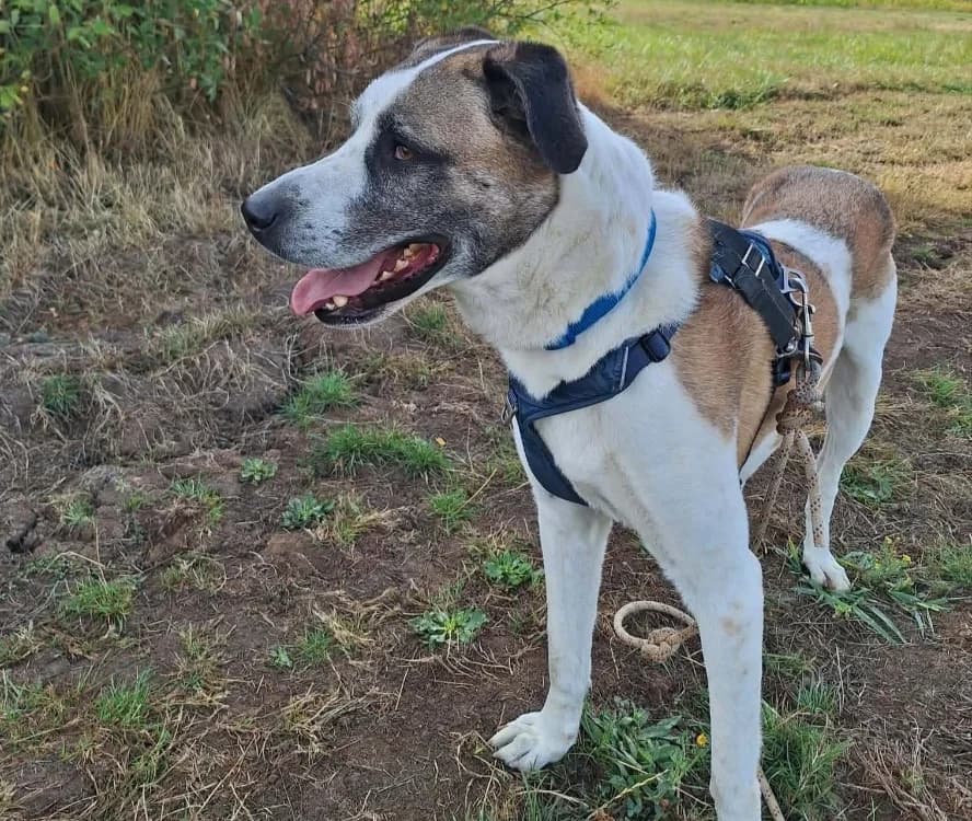 BALTO, male 4yo Mixed Breed for adoption at SPA Thionville, Thionville