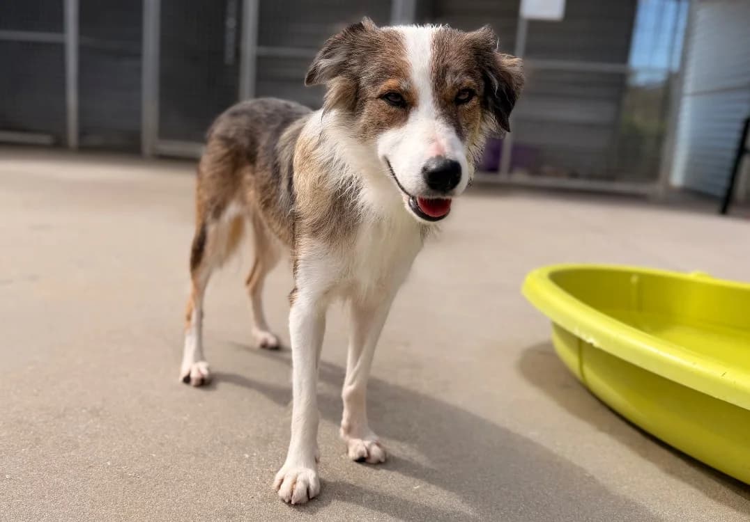 AMY, female 3yo Border Collie for adoption at SPA Thionville, Thionville