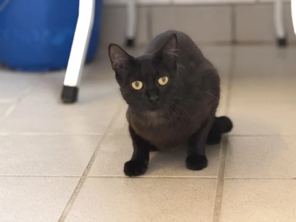 FARFALLE, female young Mixed Breed for adoption at SPA Thionville, Thionville