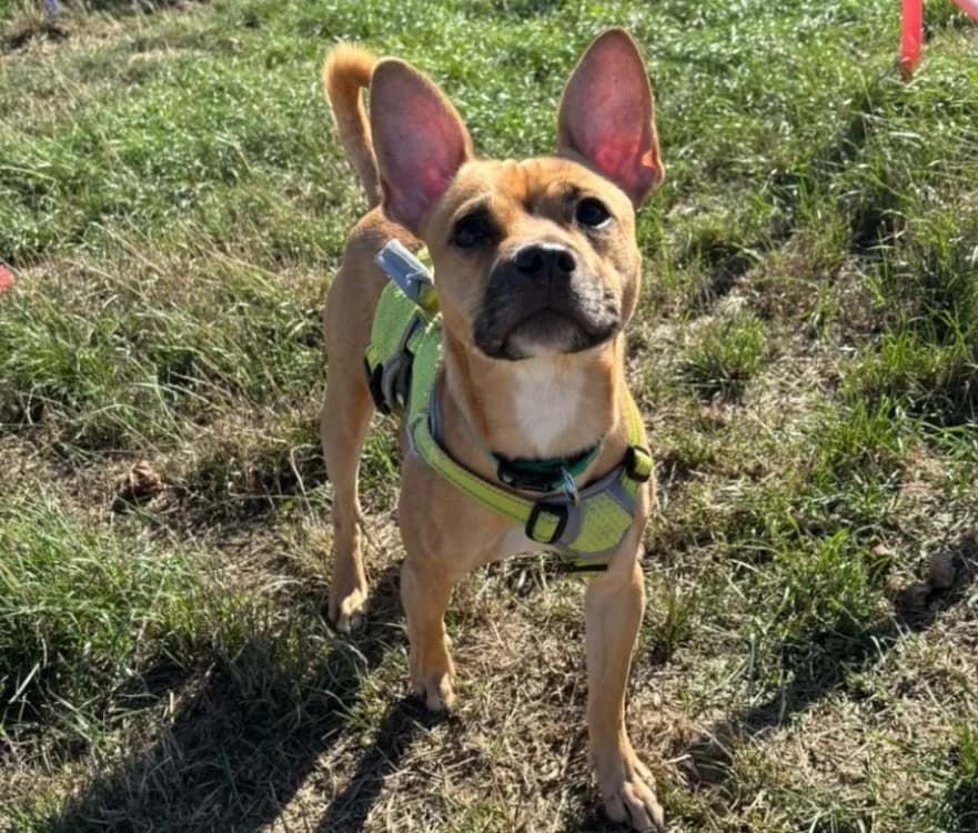 DJOGO, male young French Bulldog for adoption at SPA Thionville, Thionville