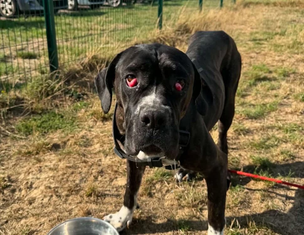 PEPPER, female 3yo mixed breed for adoption at SPA Thionville, Thionville
