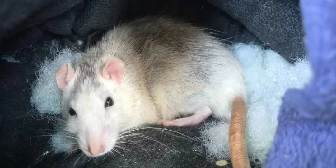 BERNARDO, male Mixed Breed for adoption at SPA Thionville, Thionville