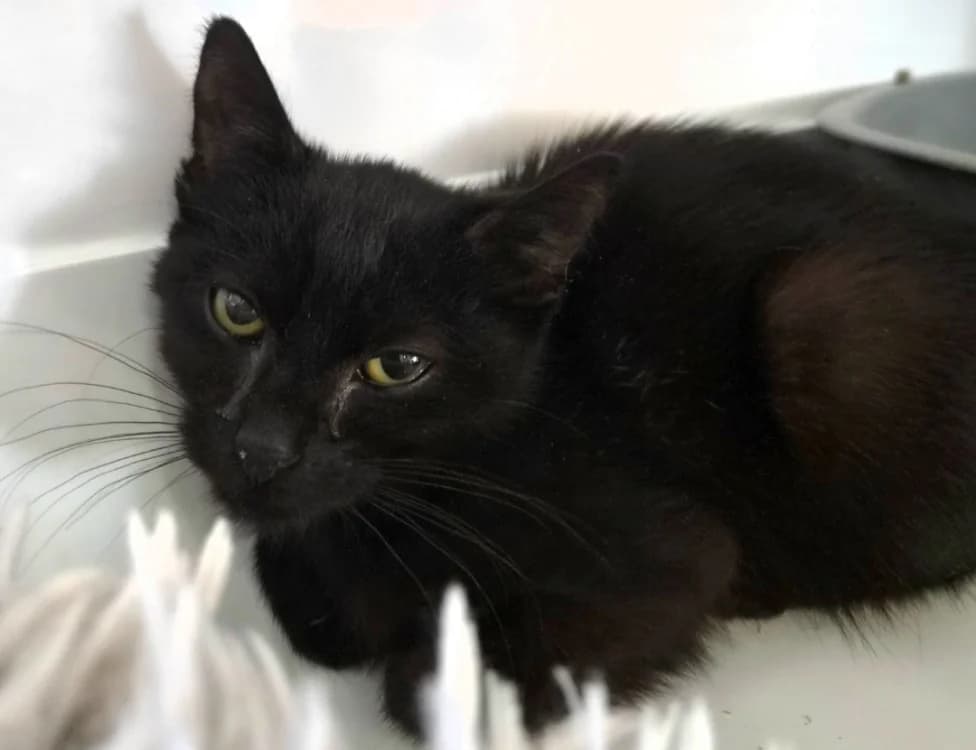 VEGAS, female Mixed Breed for adoption at SPA Thionville, Thionville