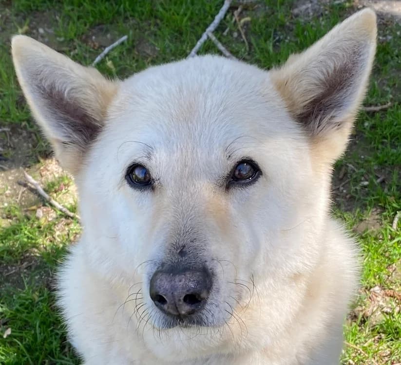Leb (En cours d'adoption), male senior mixed breed for adoption at SPA Torreilles, Torreilles
