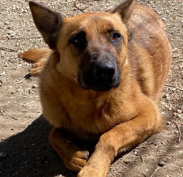 RANGER, male young mixed breed for adoption at SPA Torreilles, Torreilles