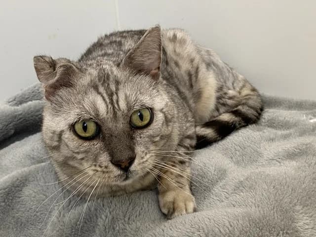 Léo (EN COURS D ADOPTION), male senior Bengal for adoption at SPA Torreilles, Torreilles