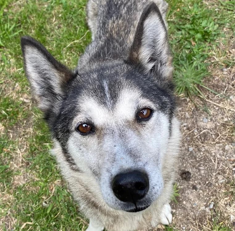 Kenza (En cours d'adoption), female senior Husky for adoption at SPA Torreilles, Torreilles