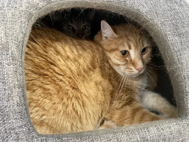 GEARLOCK, male mixed breed for adoption at SPA Torreilles, Torreilles