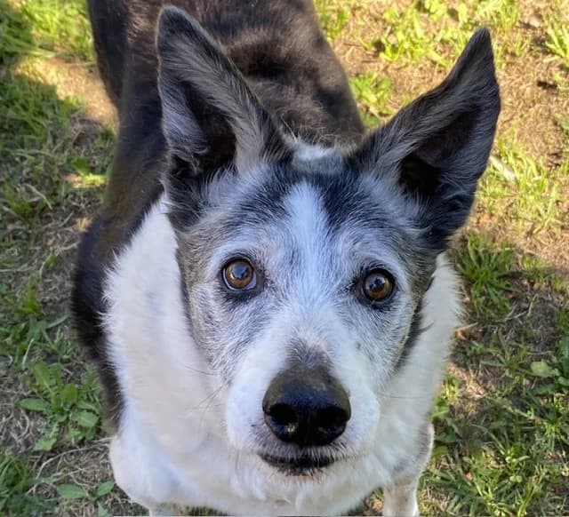 Fidji, male Border Collie for adoption at SPA Torreilles, Torreilles