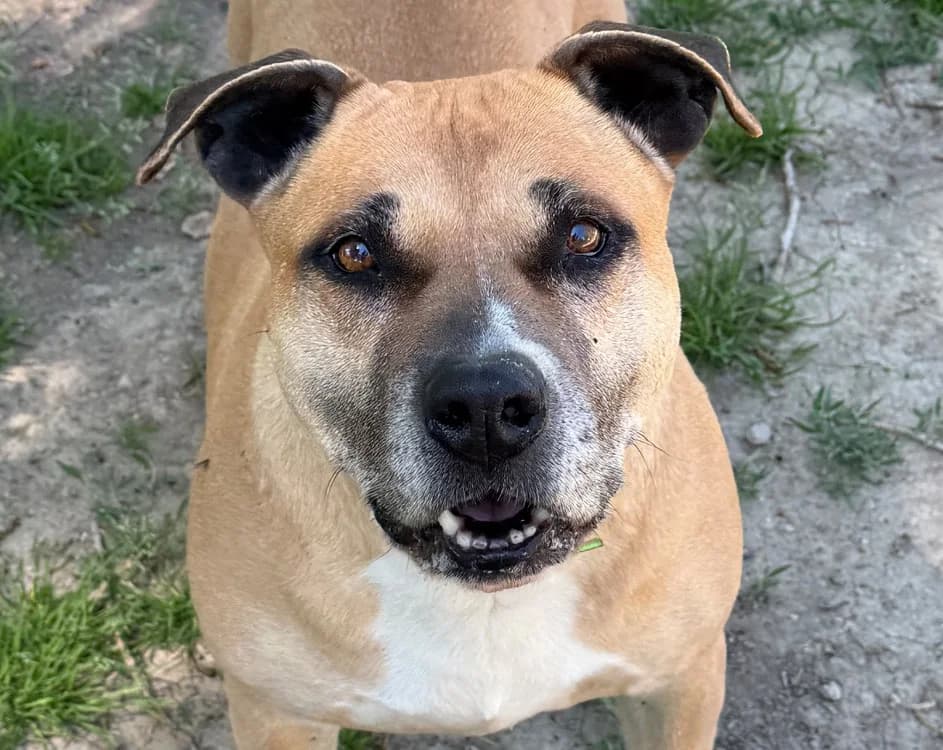 MAGIC, female senior American Staffordshire Terrier for adoption at SPA Torreilles, Torreilles