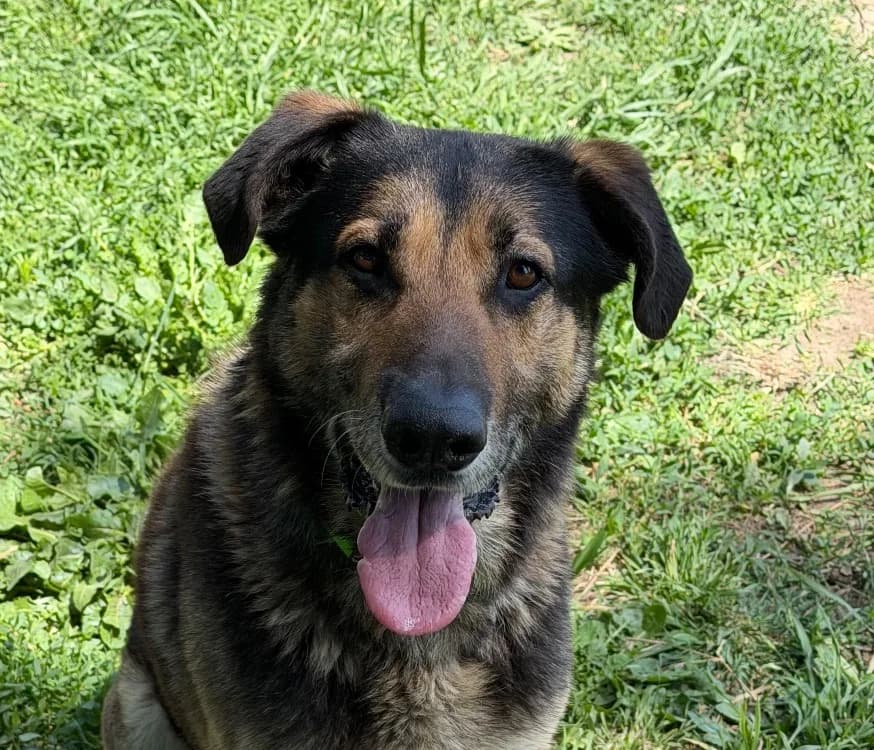 CALZONE, male 5yo mixed breed for adoption at SPA Torreilles, Torreilles