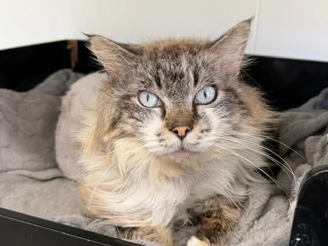 Chanoumi, male 4yo mixed breed for adoption at SPA Torreilles, Torreilles