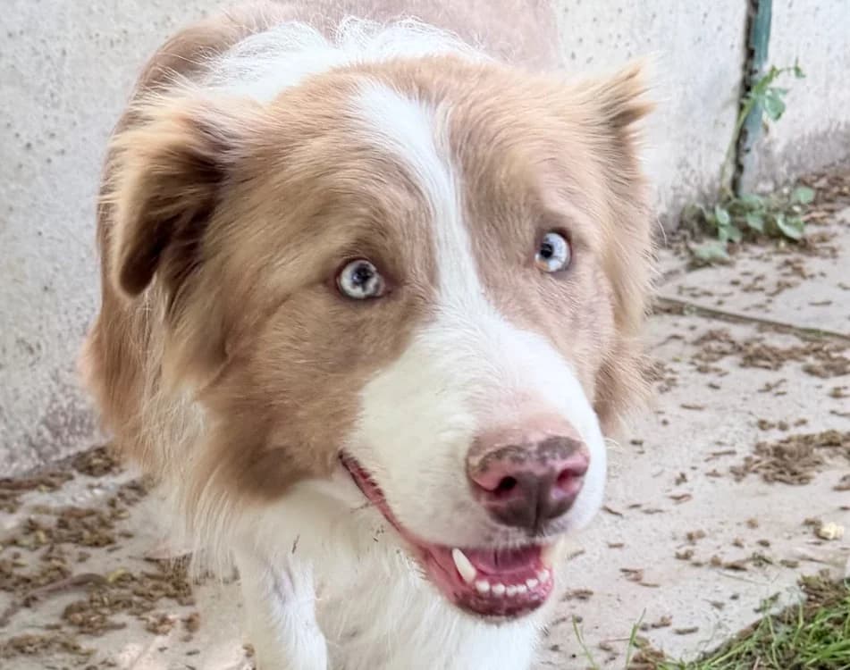 SANTA, male 4yo Border Collie for adoption at SPA Torreilles, Torreilles