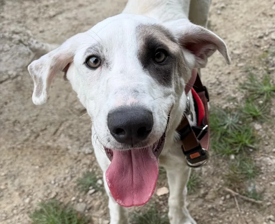 PENNY (En cours d'adoption), female puppy Border Collie for adoption at SPA Torreilles, Torreilles