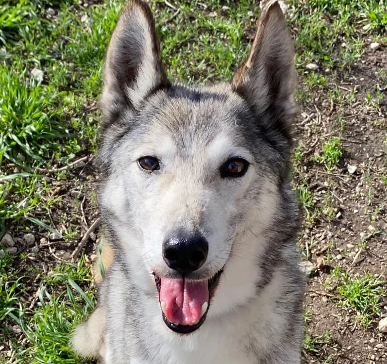 Iris, female senior Husky for adoption at SPA Torreilles, Torreilles
