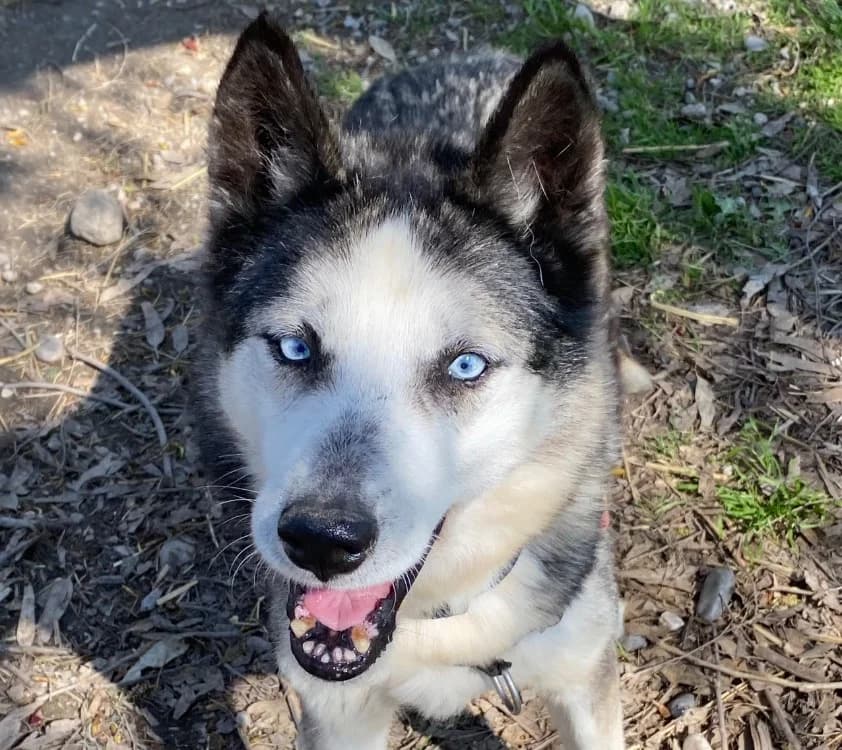 HUTCH, male senior Husky for adoption at SPA Torreilles, Torreilles