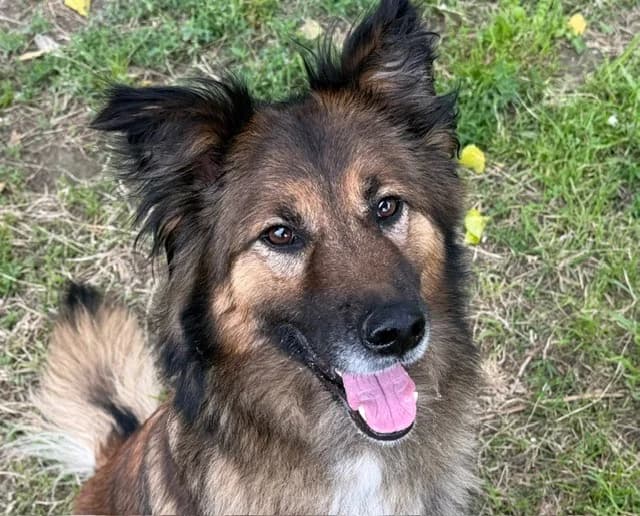RADJA, female 5yo Belgian Malinois for adoption at SPA Torreilles, Torreilles
