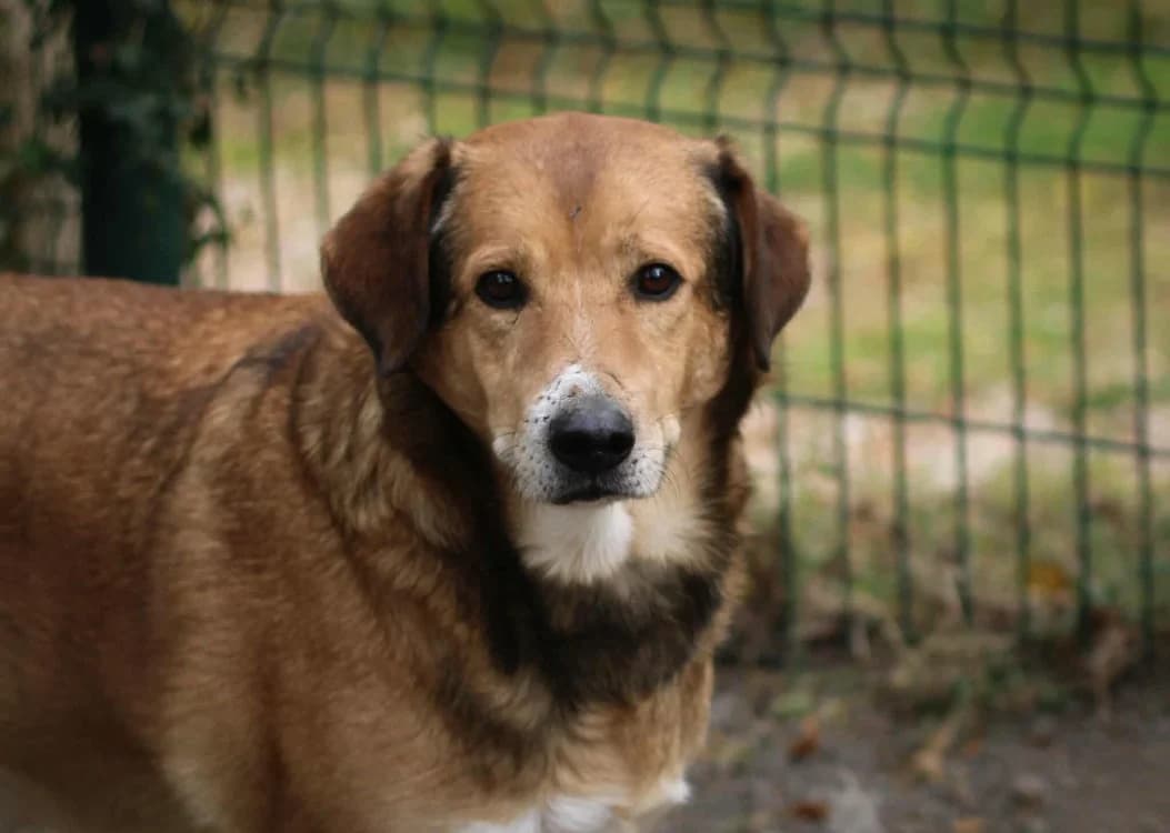 Mocco, male 7yo mixed breed for adoption at SPA Torreilles, Torreilles